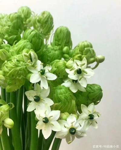 伯利恒之星花店获取鲜花秘籍 伯利恒之星花店获取鲜花秘籍