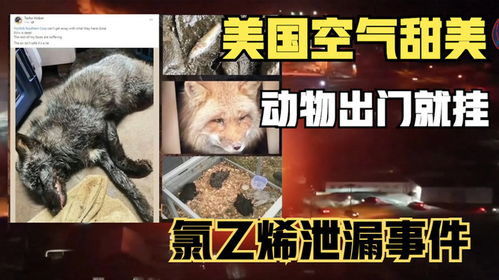 《触手兔子惊现美国！专家紧急警告：小心你的SAN值》